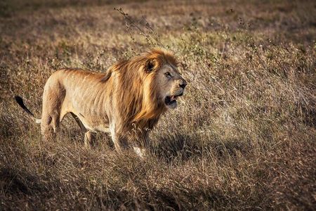 1 Day Fly In Safari from Zanzibar to Mikumi National Park