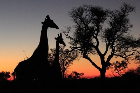 Exclusive Sunset Game Drive Safari near Hoedspruit