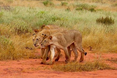 Private Full Day Tour To Tsavo East National Park from Malindi