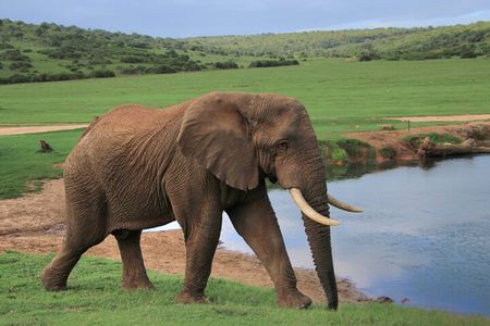 Schotia Big 5 Safari Port Elizabeth (optional accommodation)