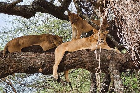 From Arusha: Guided 1 Day Trip to Tarangire National Park