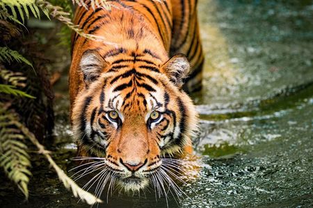 5 Days Golden Triangle with Ranthambore (Delhi Agra Jaipur Ranthambore Tour)