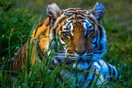 4 Day Golden Triangle Tour with Ranthambore Tiger Safari