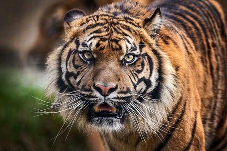 12 Day Royal Rajasthan Tour - Taj Mahal Tigers Lakes & Wildlife