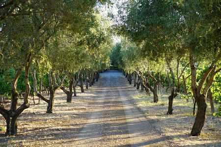 Rome Countryside Vineyards and Wine Tasting - Private Tour