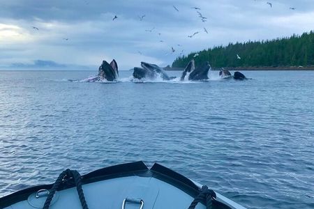 Ketchikan Zodiac Boat Adventure 