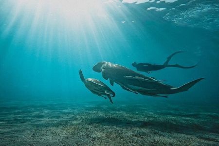Marsa Mubarak Snorkeling with Dugongs & Turtles From Marsa Alam 