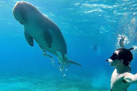 Marsa Mubarak Snorkeling with Dugongs & Turtles From Marsa Alam 