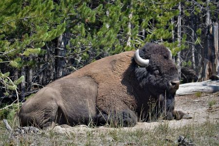 Yellowstone National Park 2 Day Tour Upper and Lower Loop