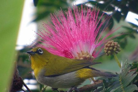 Bird Watching at Kodachadri