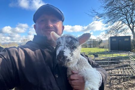 Sheepdogs in the countryside, authentic Dubliners city tour combo