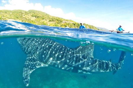 Whale Shark, Canyoneering, Sardines Run and Turtles with Transpo