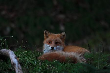 Wildlife Night Drive in Shiretoko national park