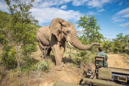 One Day Safari to Mikumi Departure from Zanzibar