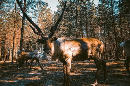 Reindeer Farm Summer Experience