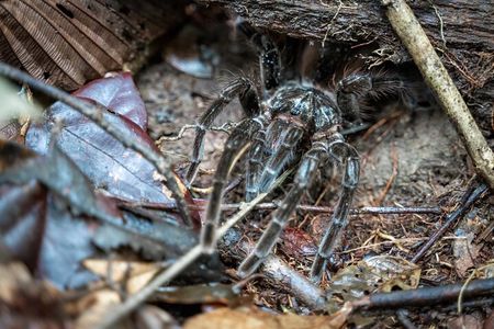 Amazon Survival Tour 5D/4N