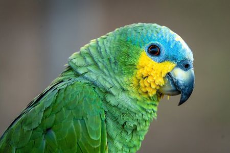 Amazon Adventure Trip 4D/3N at Tapiri Rio Negro Lodge