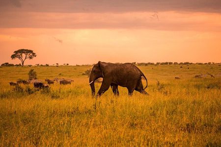 Tarangire Budget Full Day Tour from Arusha