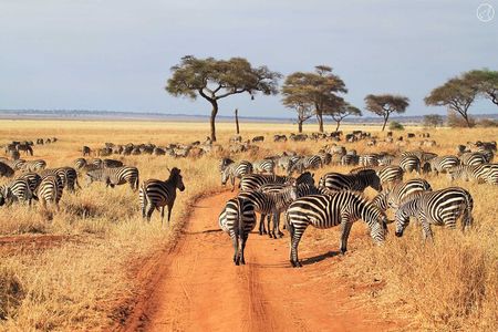 3 Days Serengeti and Ngorongoro Budget Tour