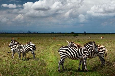 Nairobi National Park and Giraffe Center Day Tour