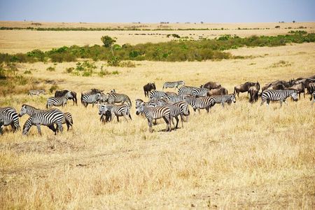 4-Day 3-Night Masai Mara and Nakuru National Park Guided Safari