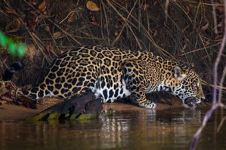 4-day Pantanal Tour with accommodation - Departing from Cuiaba