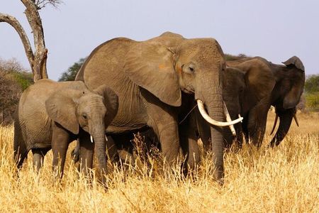 5 Days Private Tarangire, Serengeti, Ngorongoro, Manyara Safaris
