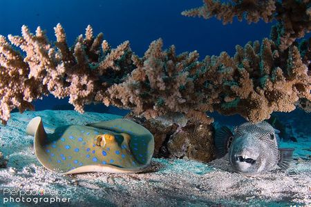 Tiran Island Snorkeling Experience by Yacht Sharm El Sheikh