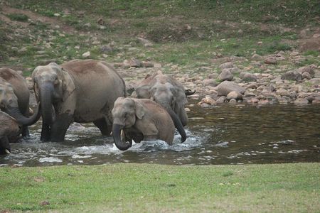 Anakulam Wild Elephant Visiting & Tribal village Safari