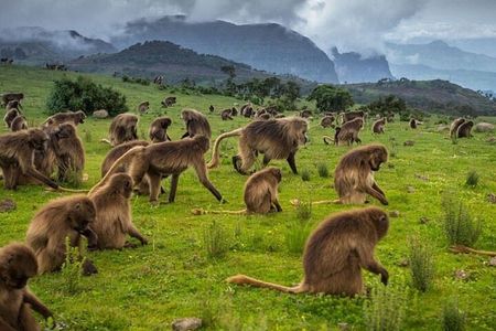 3 Days Trekking Simien Mountains Tours