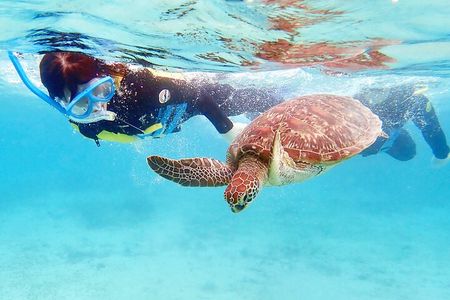 Snorkeling with sea turtles