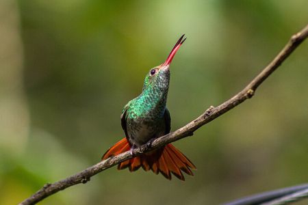 Mindo Cloud-Forest birding and naturalist tour