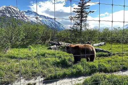 Full-Day Tour in Turnagain 