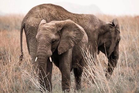 2 Days and 1 Night Mikumi Safari Private Tour