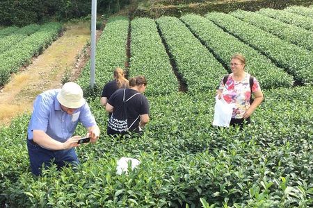 Shizuoka Tea Picking Private Experience