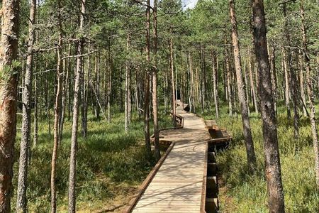 2.5 Hours Hike in Vaattunkikongas Forest Trail