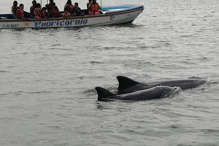 Full Day Tour Mangroves Dolphins and Cocoa Farm from Guayaquil