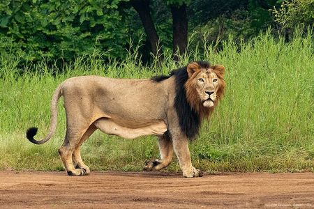 Jeep Safari: A Skip the line access to Devalia Safari Park India