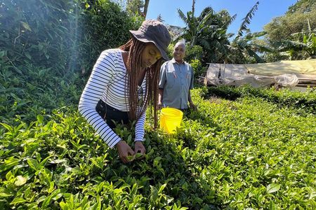 Agro-Tourism Tea Workshop in Nandi Hills