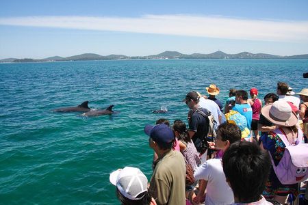 Port Stephens: Dolphin Discovery Cruise