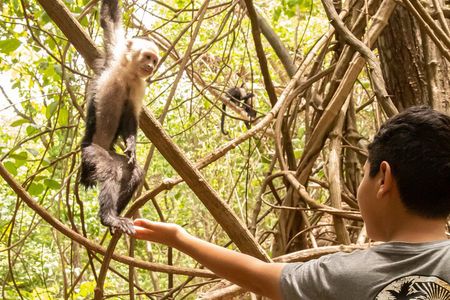 Jaco’s Wild Morning – Monkeys, Crocs & Local Flavors