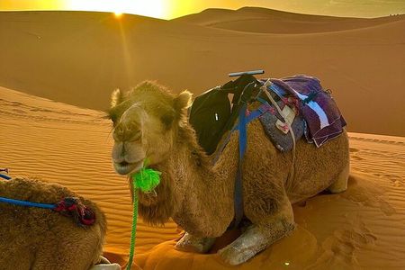 5 Day Desert Tour from Marrakech to Tangier Fes and Chefchaouen 