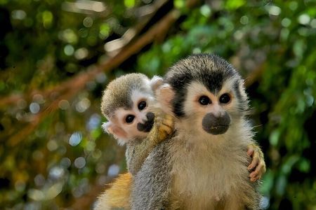 Guided Jungle Adventure with Gatun Lake Cruise