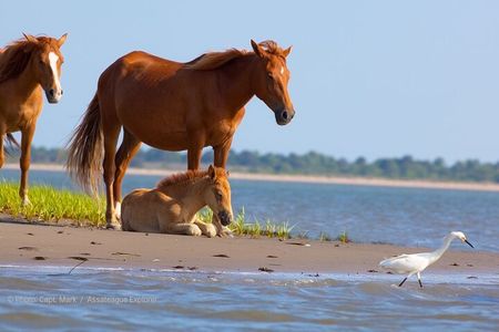 Sunset Wildlife Cruise along Assateague