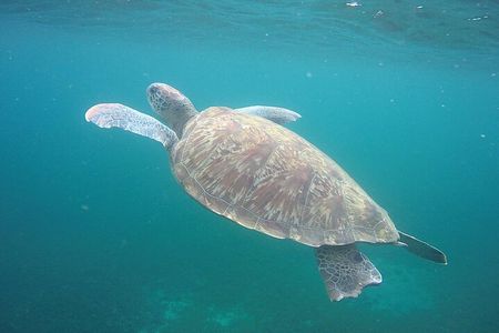 Discovery and snorkeling with sea turtles 