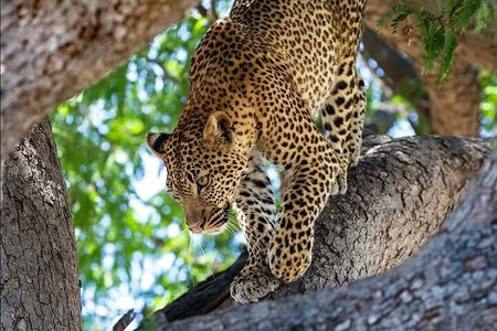 4-Day Private Lake Natron and Serengeti Wildlife Safari