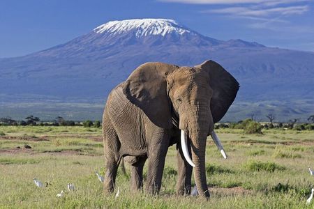 Amboseli National park group day tour from Nairobi