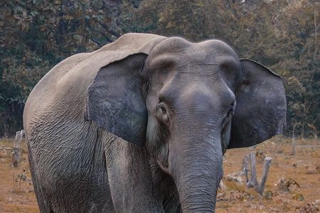 Taj Mahal with Visit to Elephant Conservation Center From Delhi