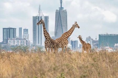 Nairobi National Park and Beads Factory Private Tour
