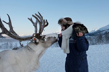 Reindeer feeding & Saami Culture